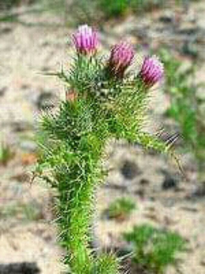 Carduus meonanthus