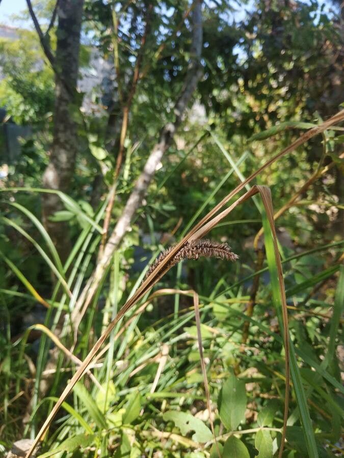 Carex barbarae