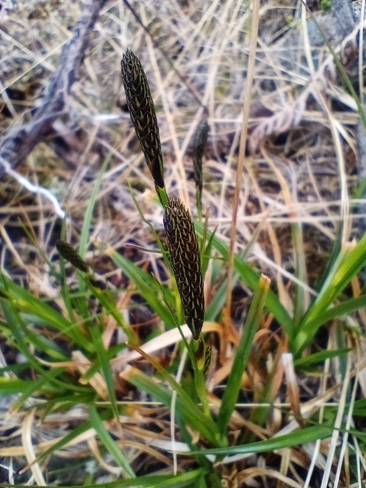 Carex bigelowii