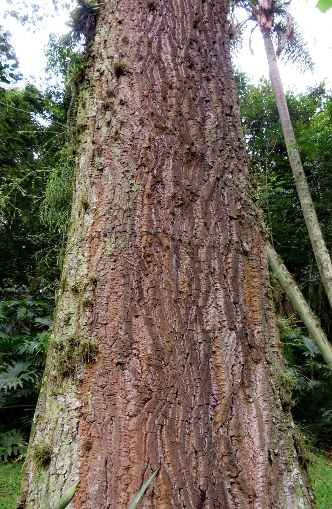 Cariniana legalis