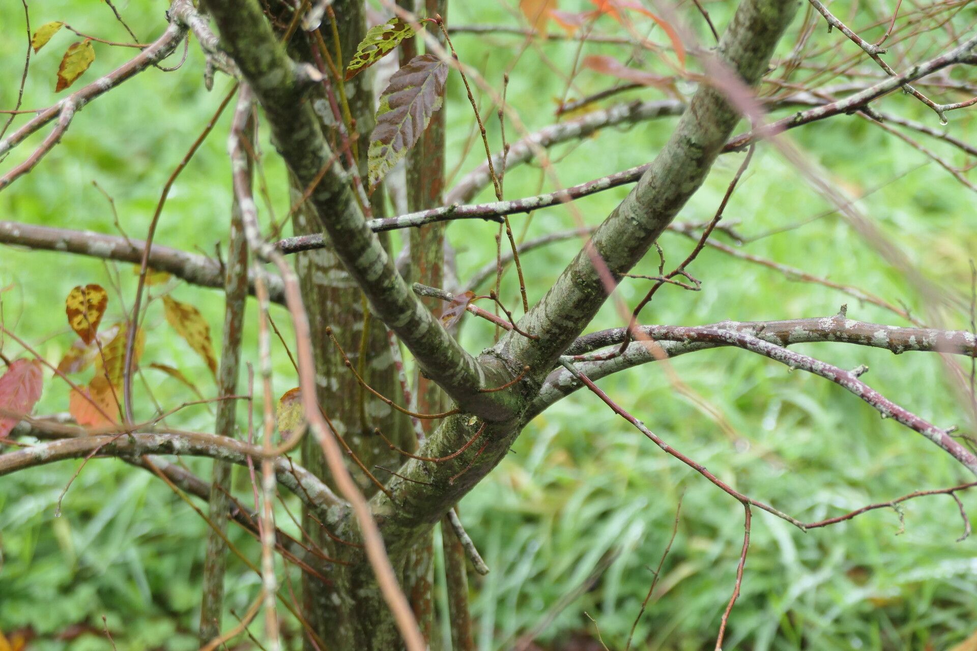 Carpinus viminea