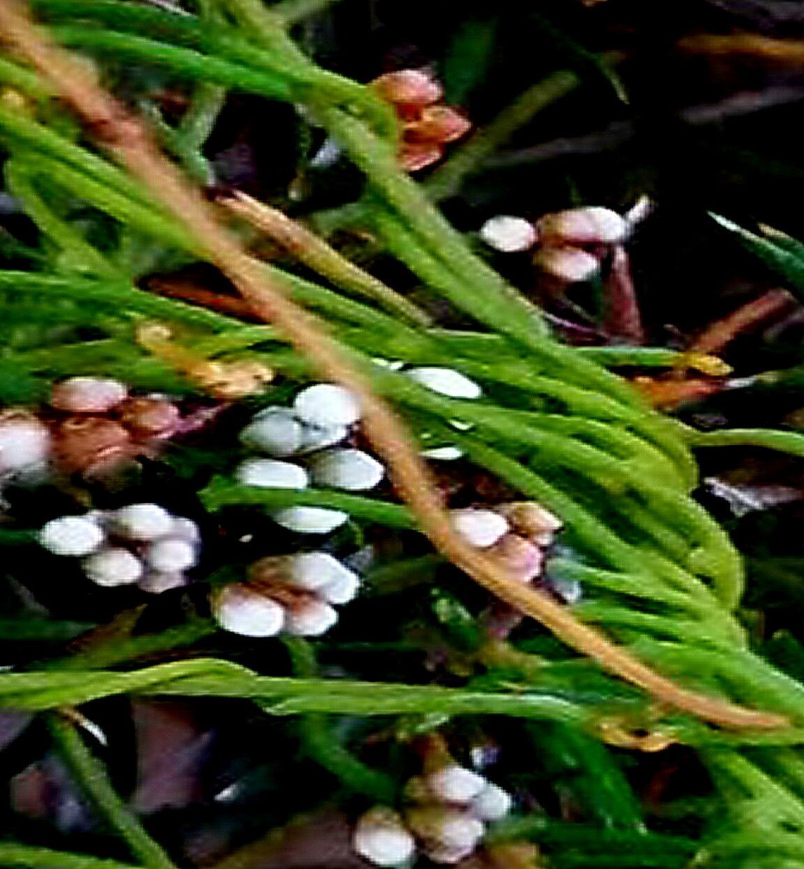 Cassytha glabella