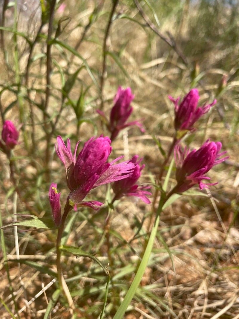Castilleja elegans
