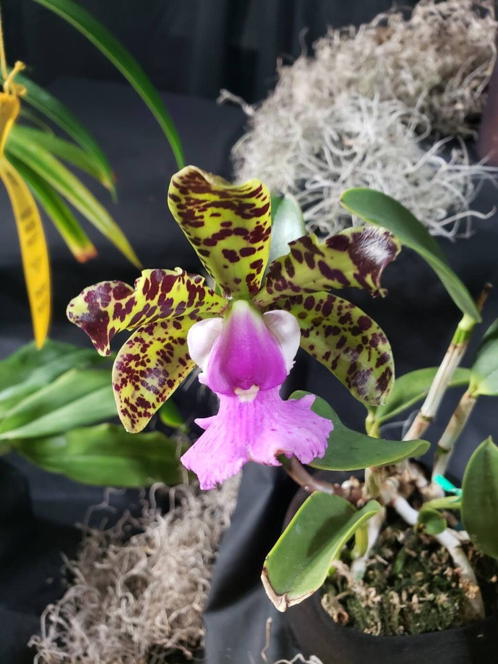 Cattleya aclandiae