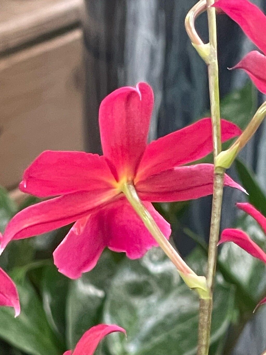 Cattleya wittigiana