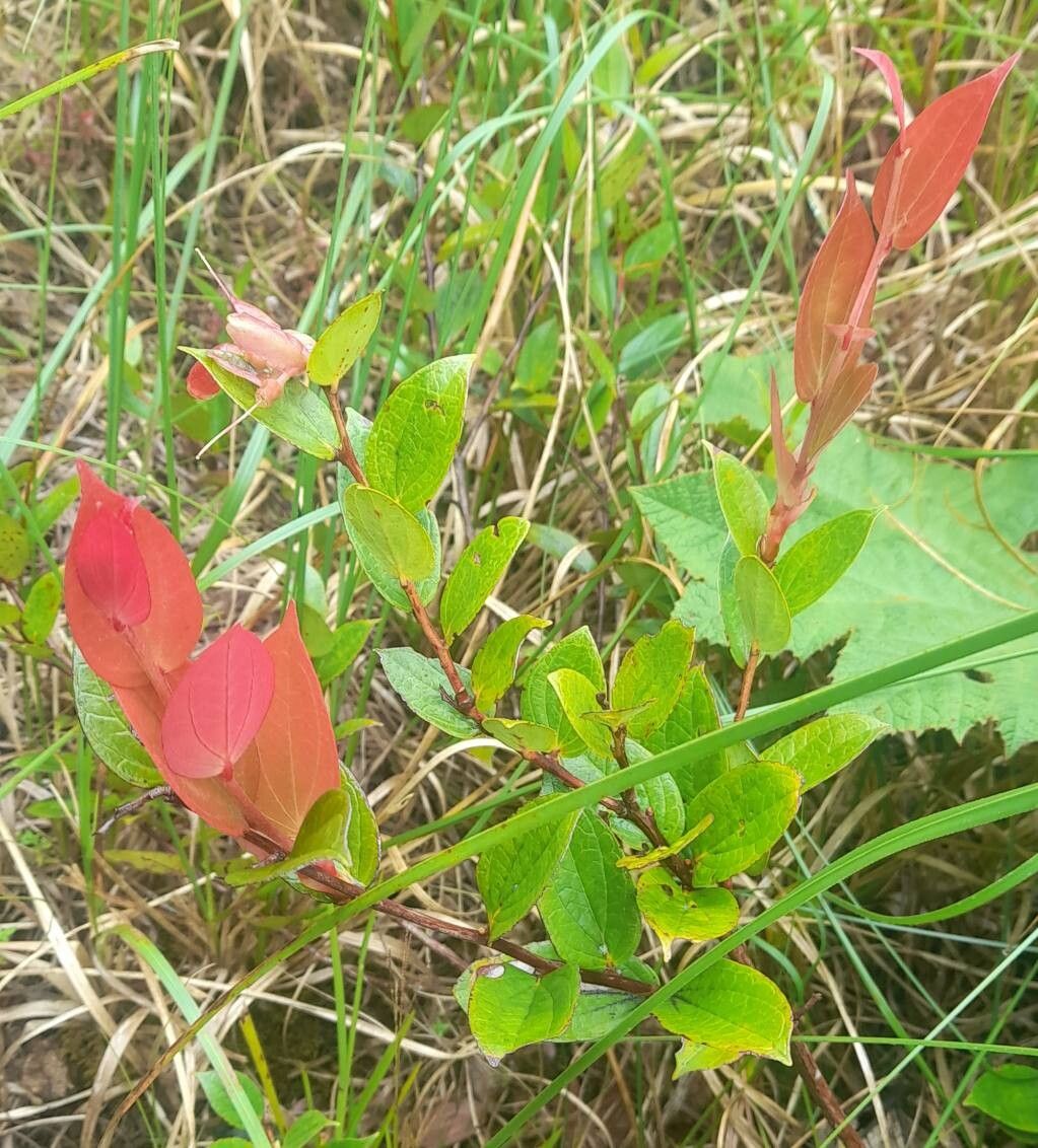 Cavendishia bracteata