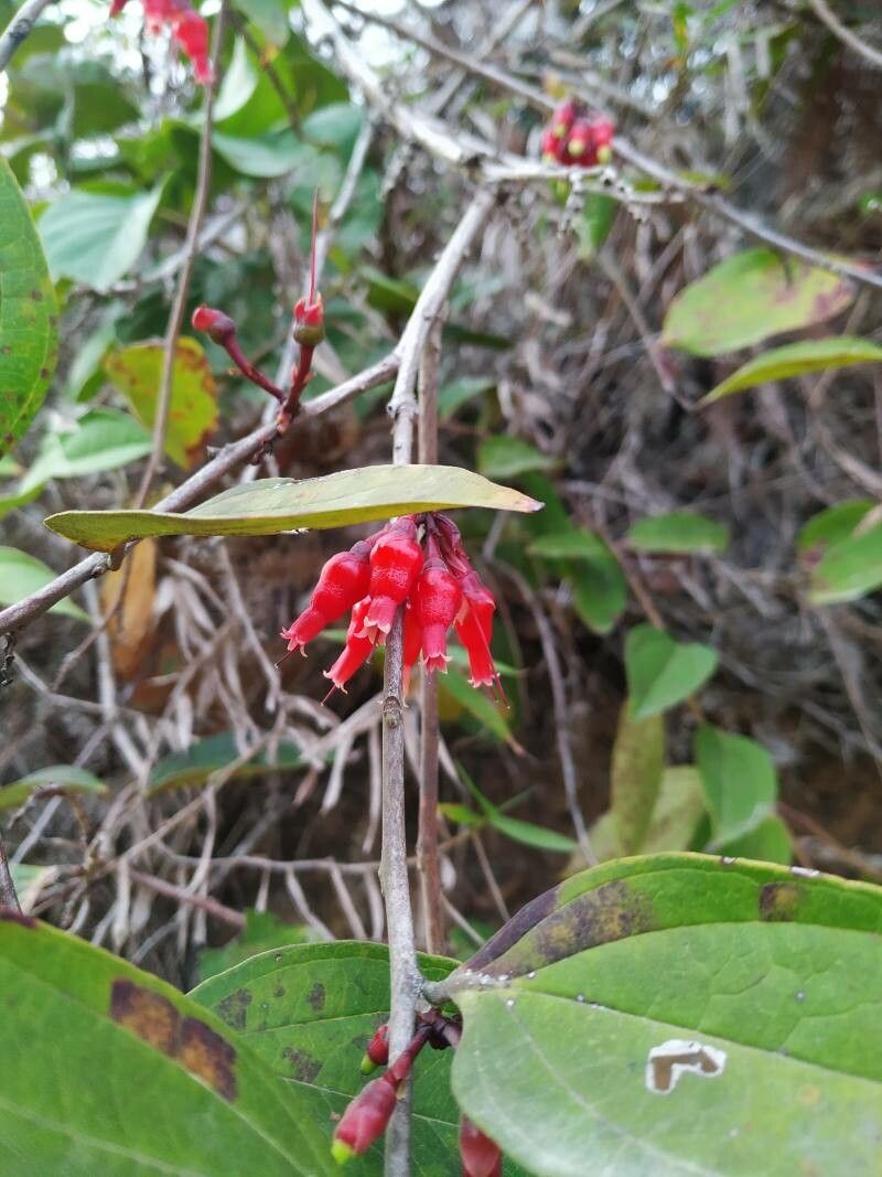 Cavendishia nitida