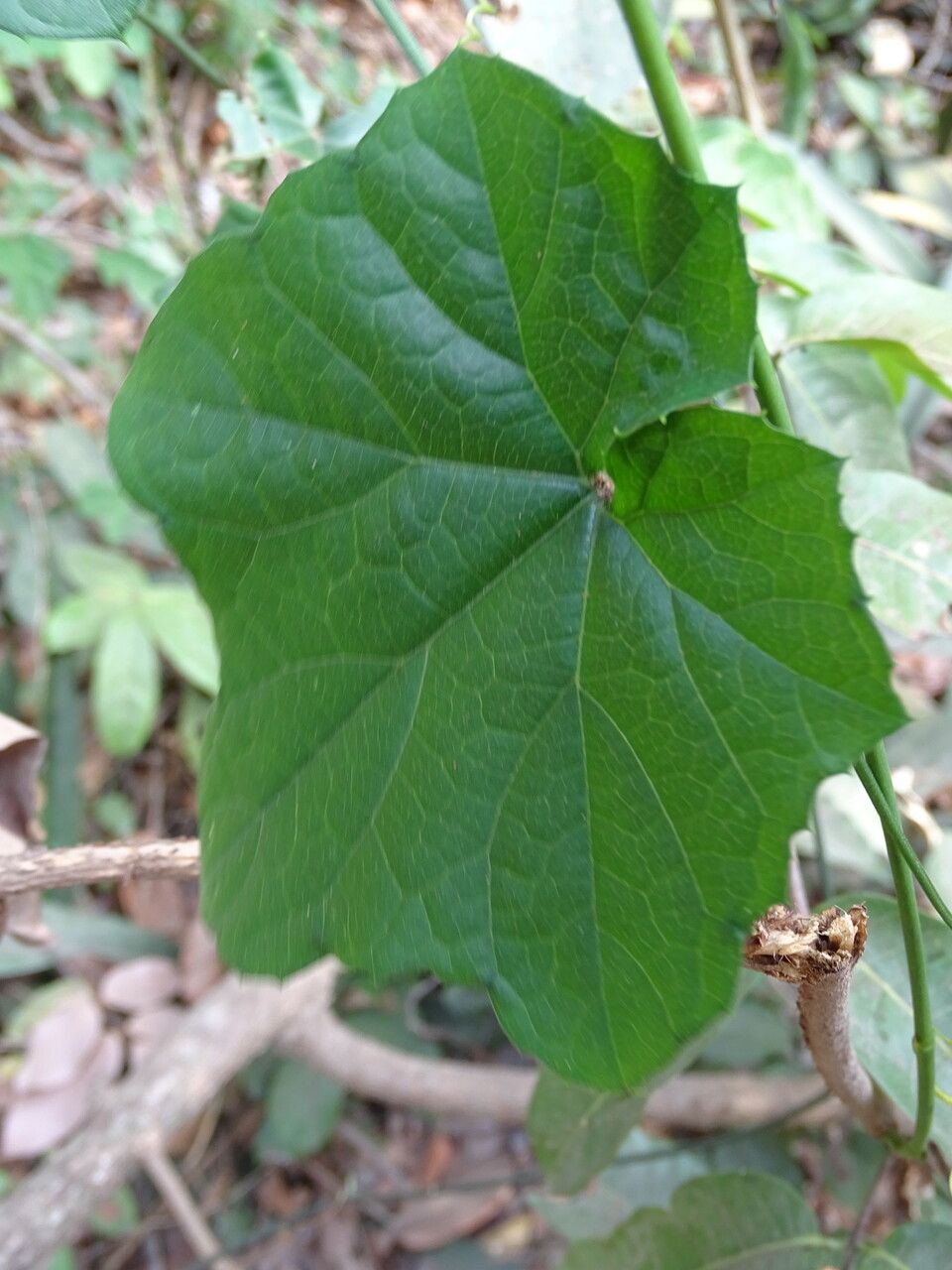 Cayaponia africana