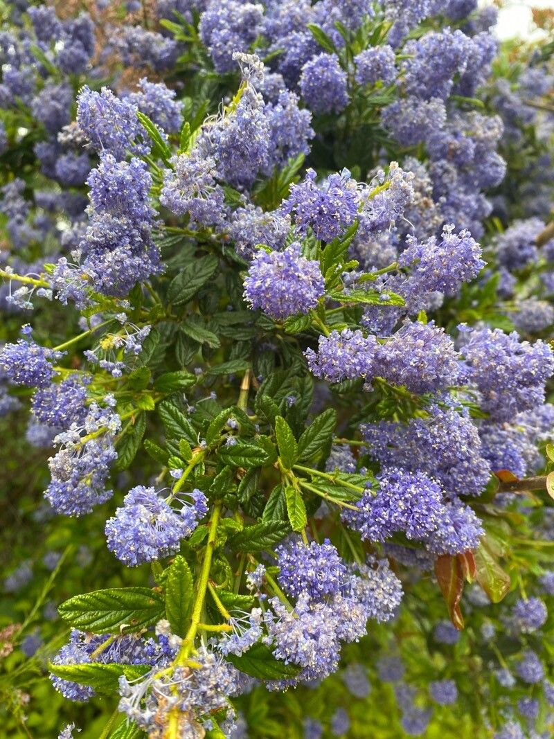 Ceanothus arboreus