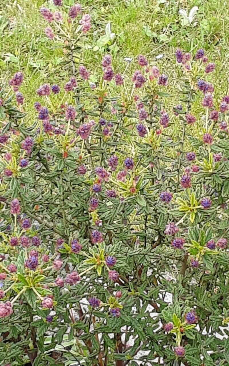 Ceanothus impressus