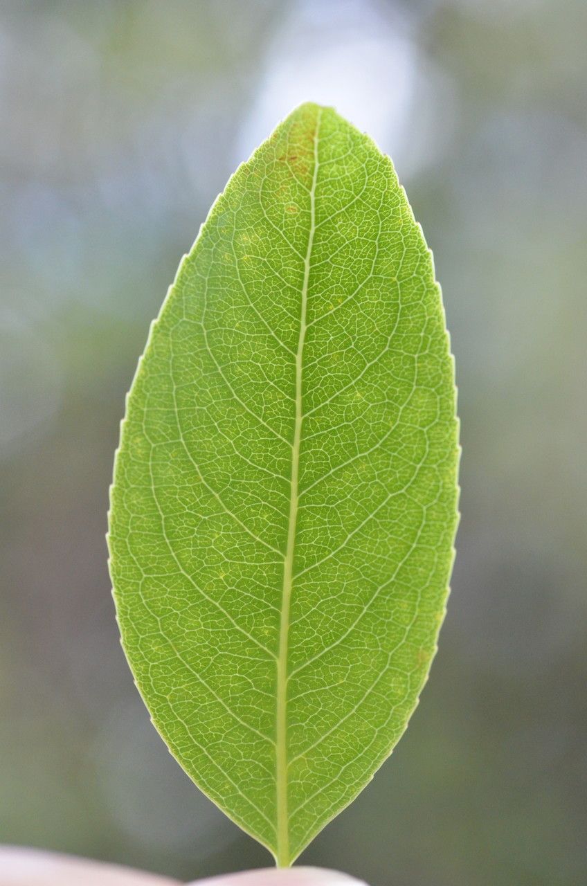 Celastrus subspicatus