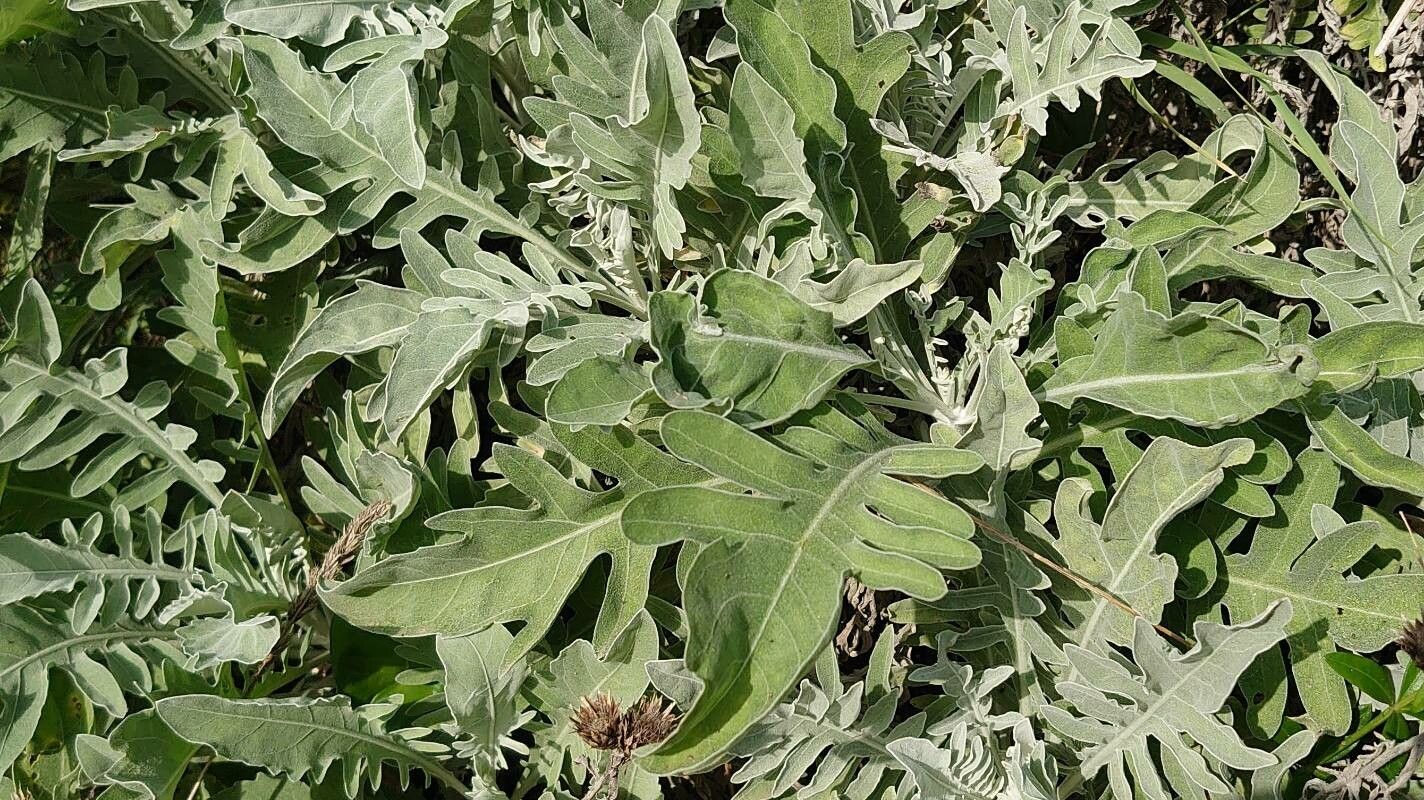 Centaurea aeolica