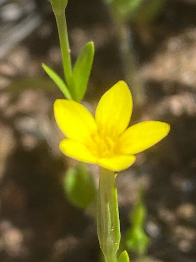 Centaurium maritimum