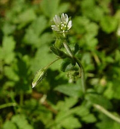 Cerastium holosteoides