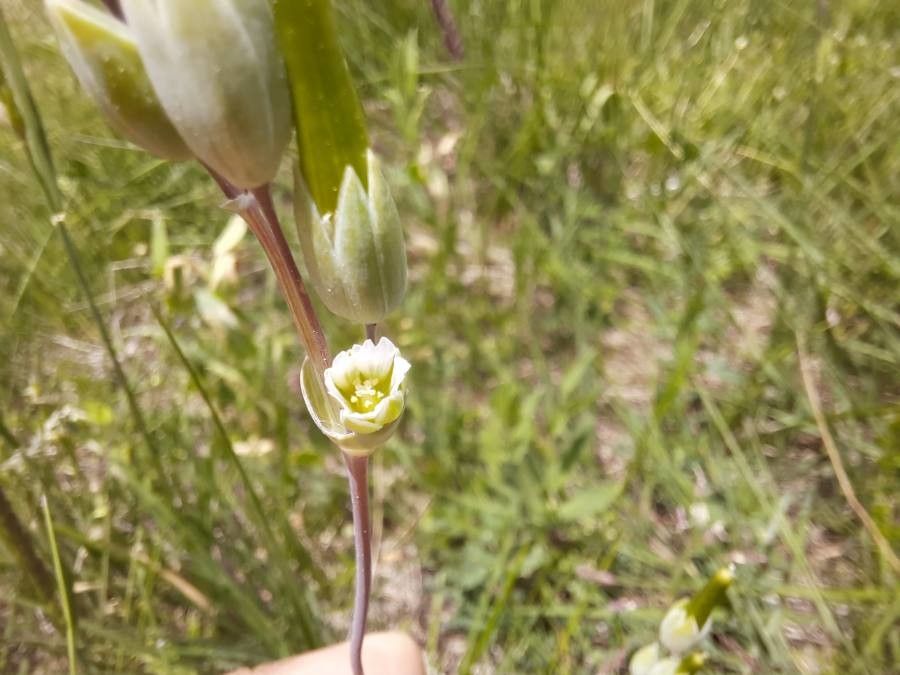 Cerastium perfoliatum