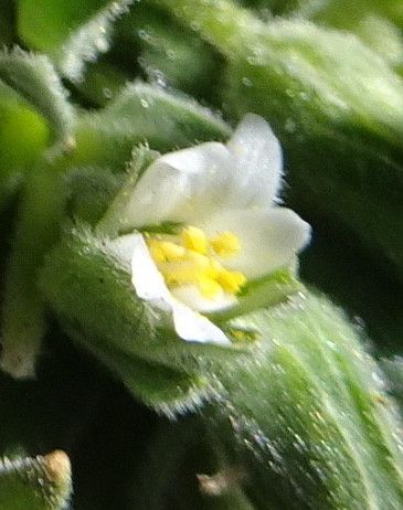 Cerastium peruvianum