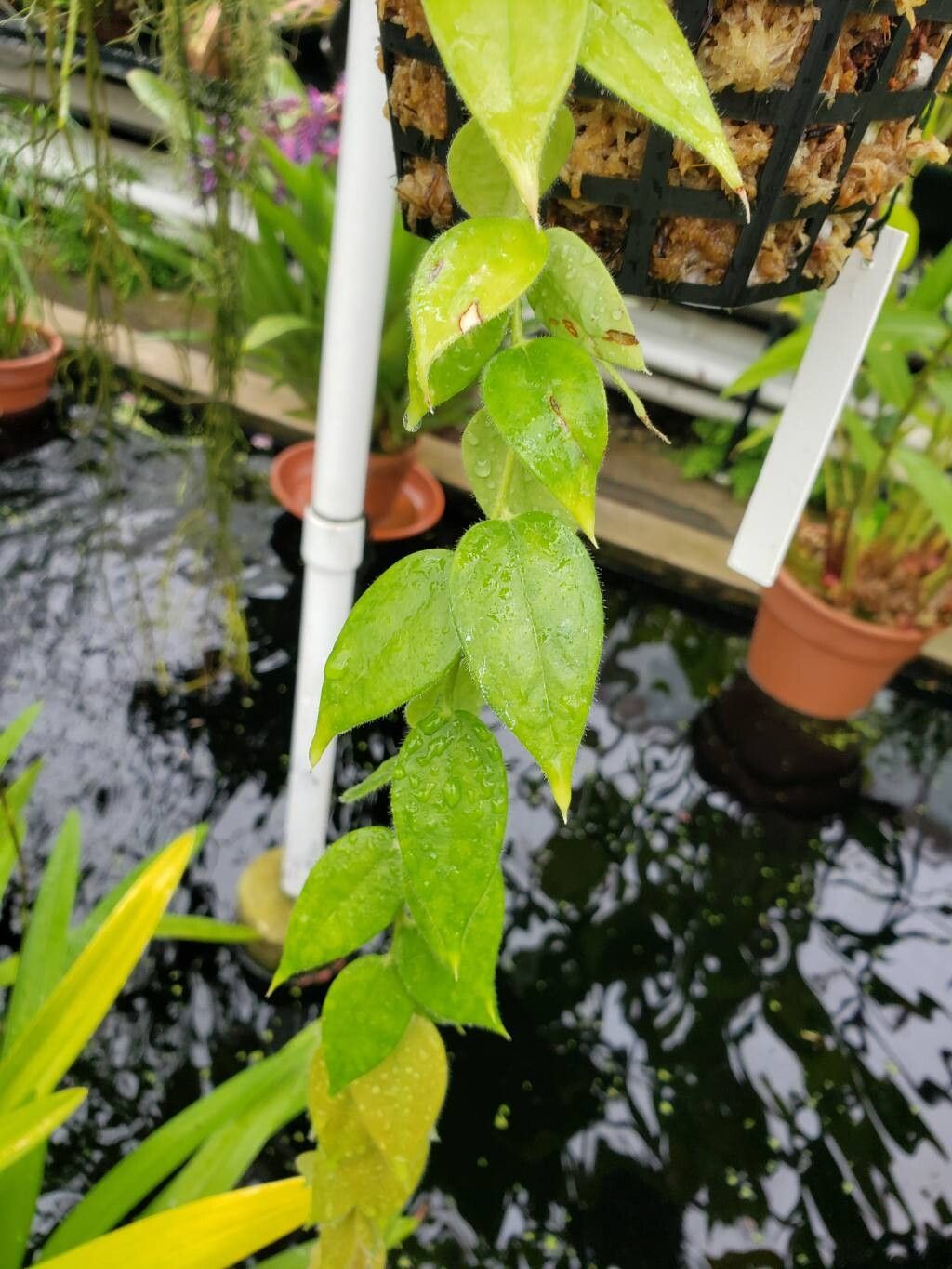 Ceratostema rauhii