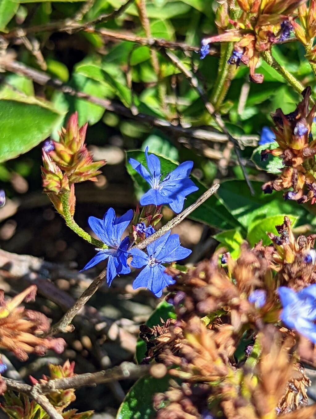Ceratostigma minus