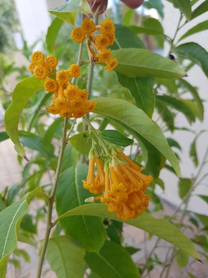Cestrum aurantiacum