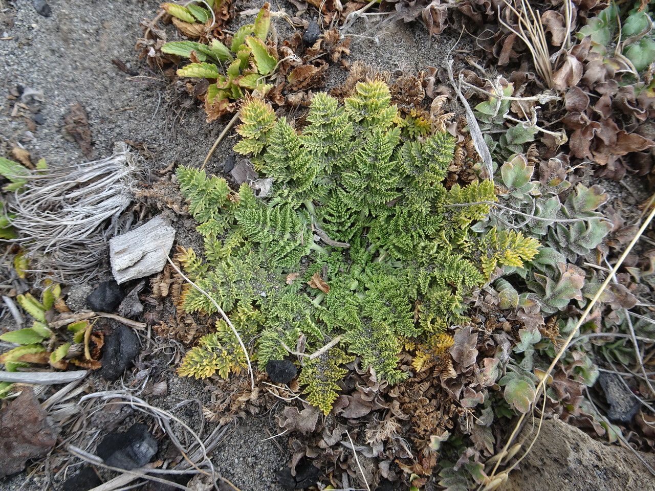 Chaerophyllum orizabae