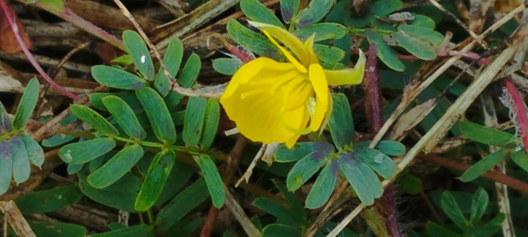 Chamaecrista serpens