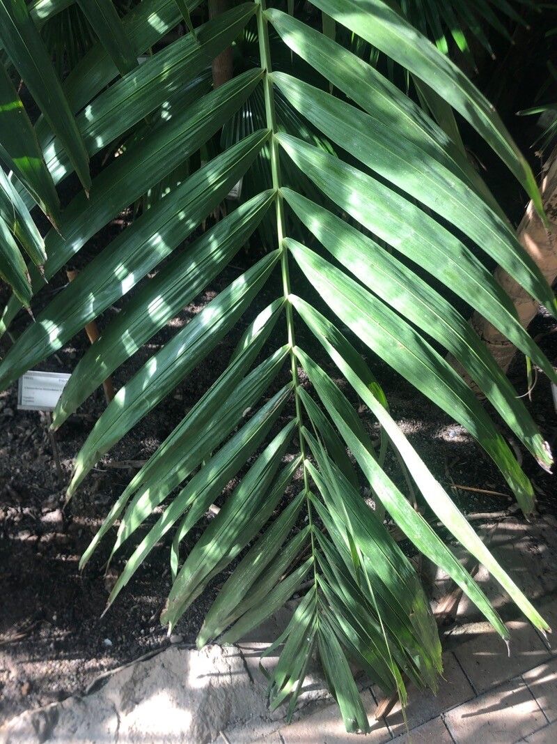 Chamaedorea klotzschiana