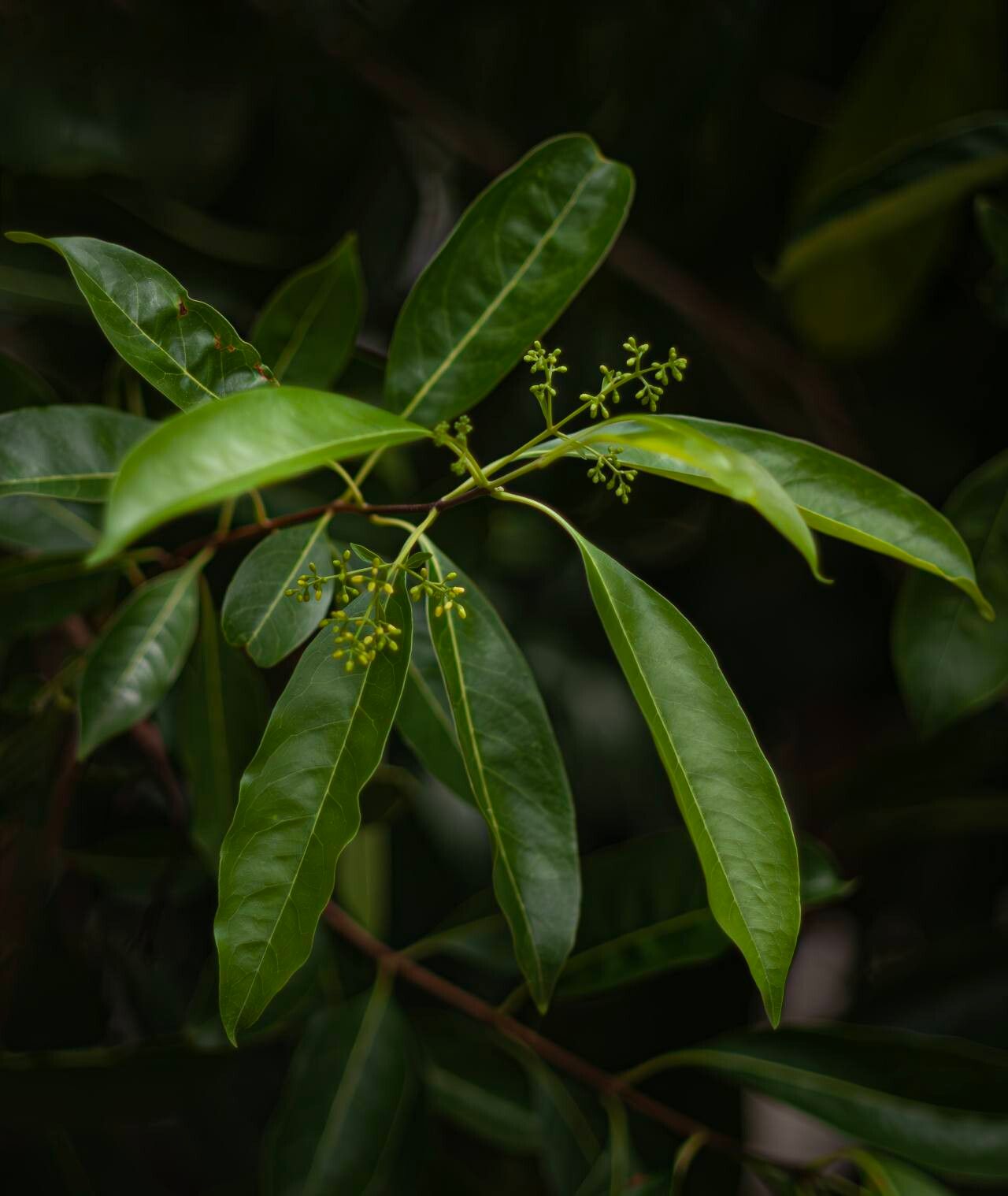 Chionanthus ramiflorus