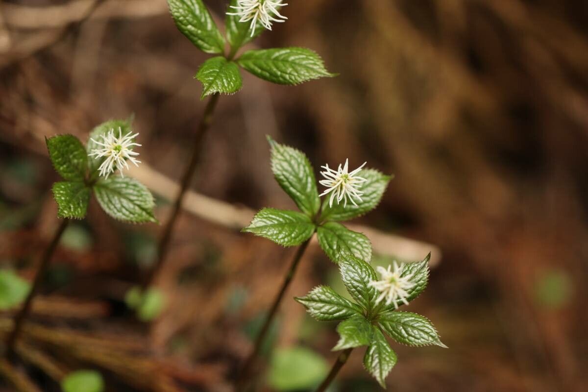 Chloranthus quadrifolius