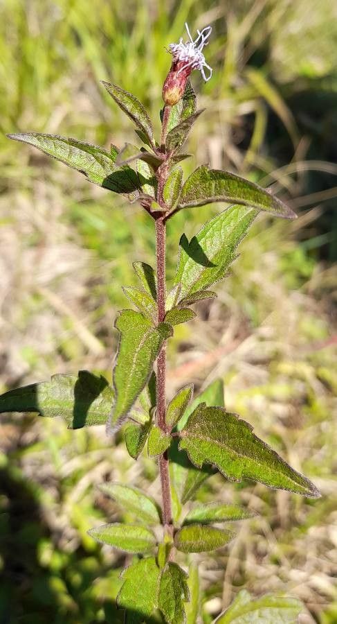 Chromolaena verbenacea