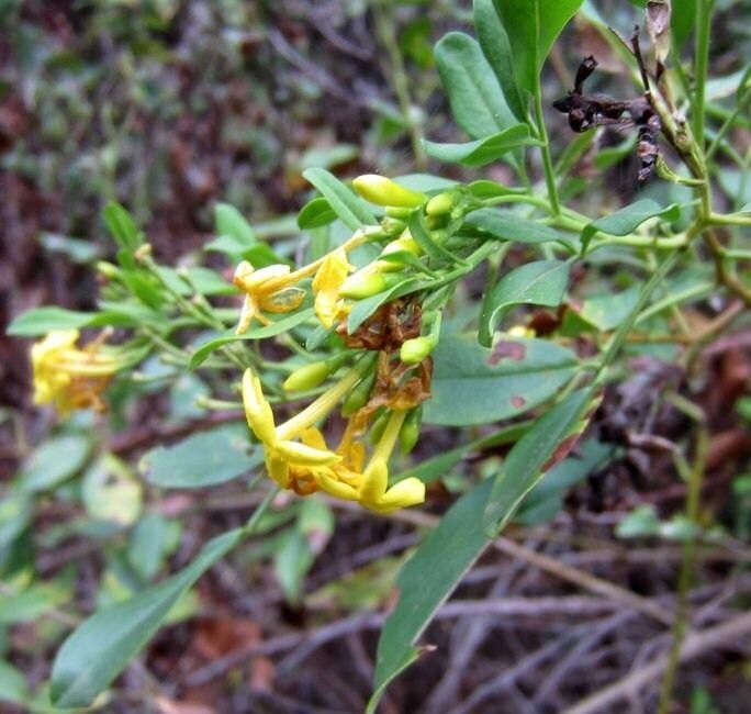 Chrysojasminum odoratissimum