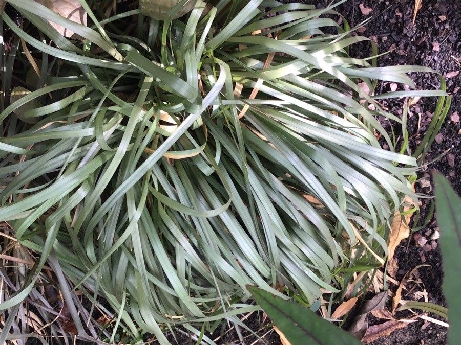 Chrysopogon argutus