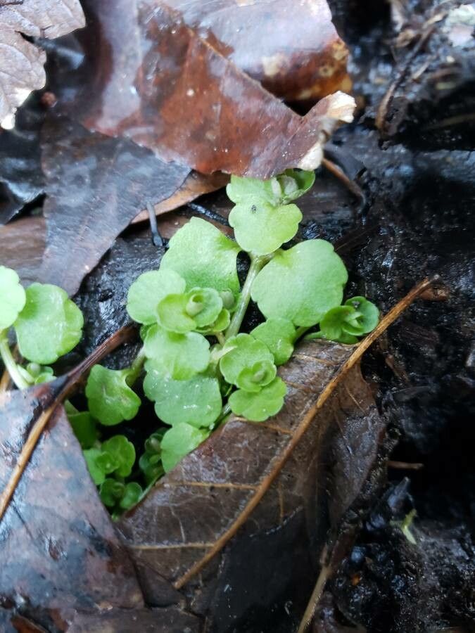 Chrysosplenium americanum