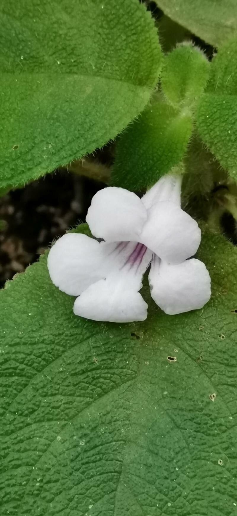 Chrysothemis panamensis