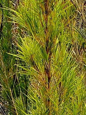 Chusquea pinifolia
