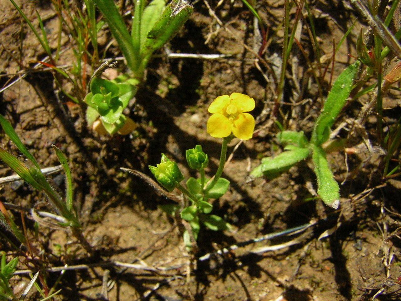Cicendia quadrangularis