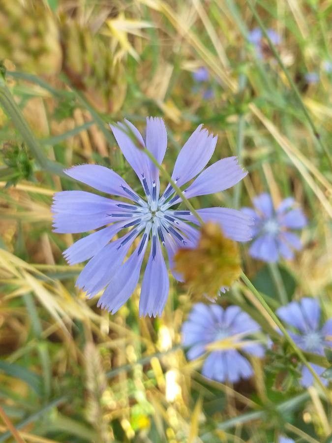 Cichorium intybus