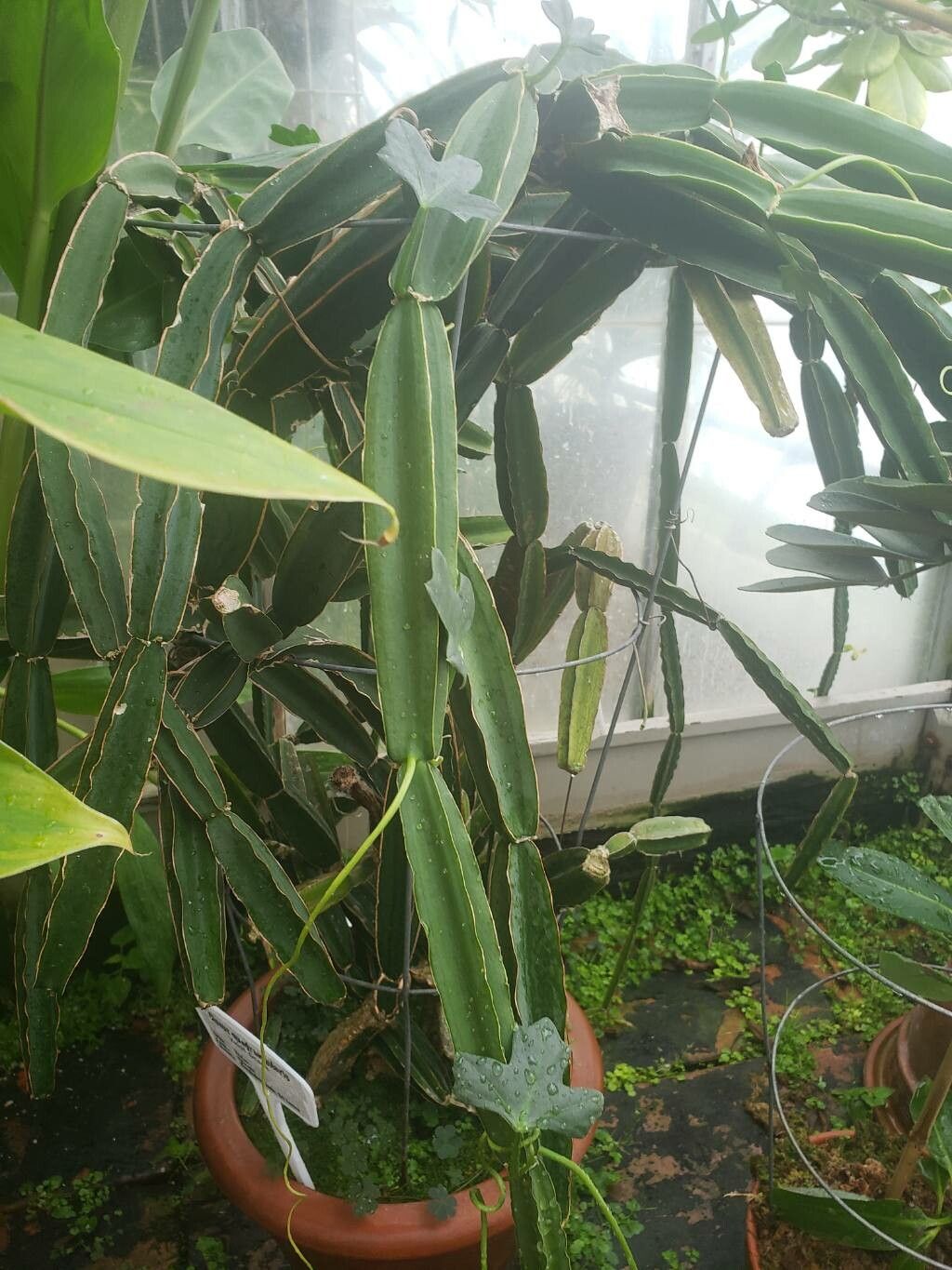 Cissus quinquangularis