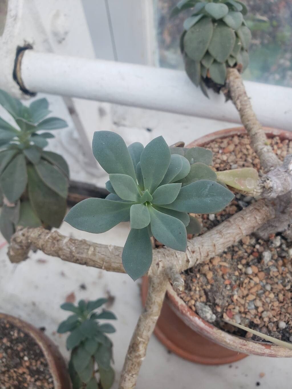 Cistanthe grandiflora