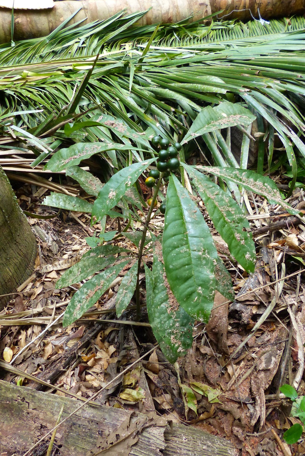 Clavija costaricana