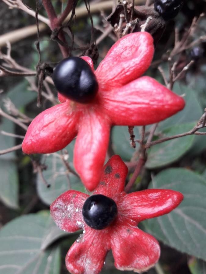 Clerodendrum kinabaluense
