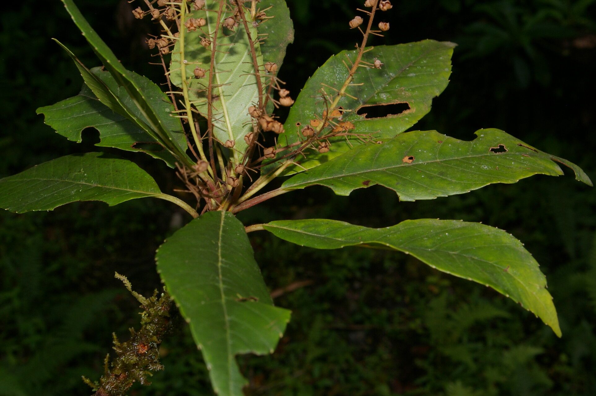 Clethra pyrogena