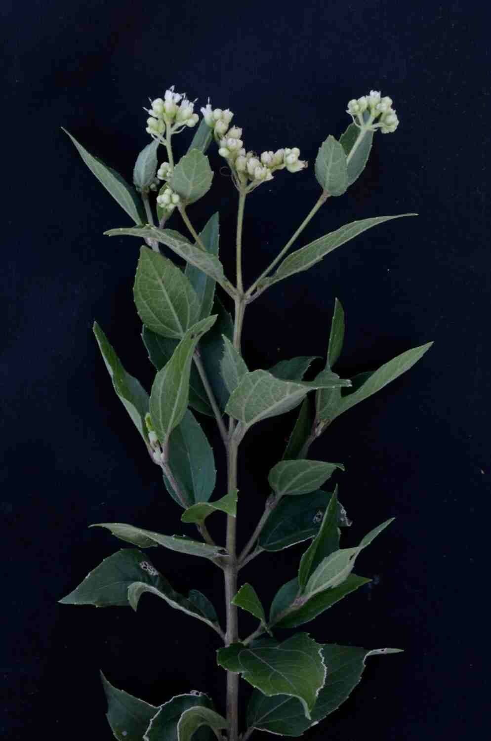 Clibadium armanii