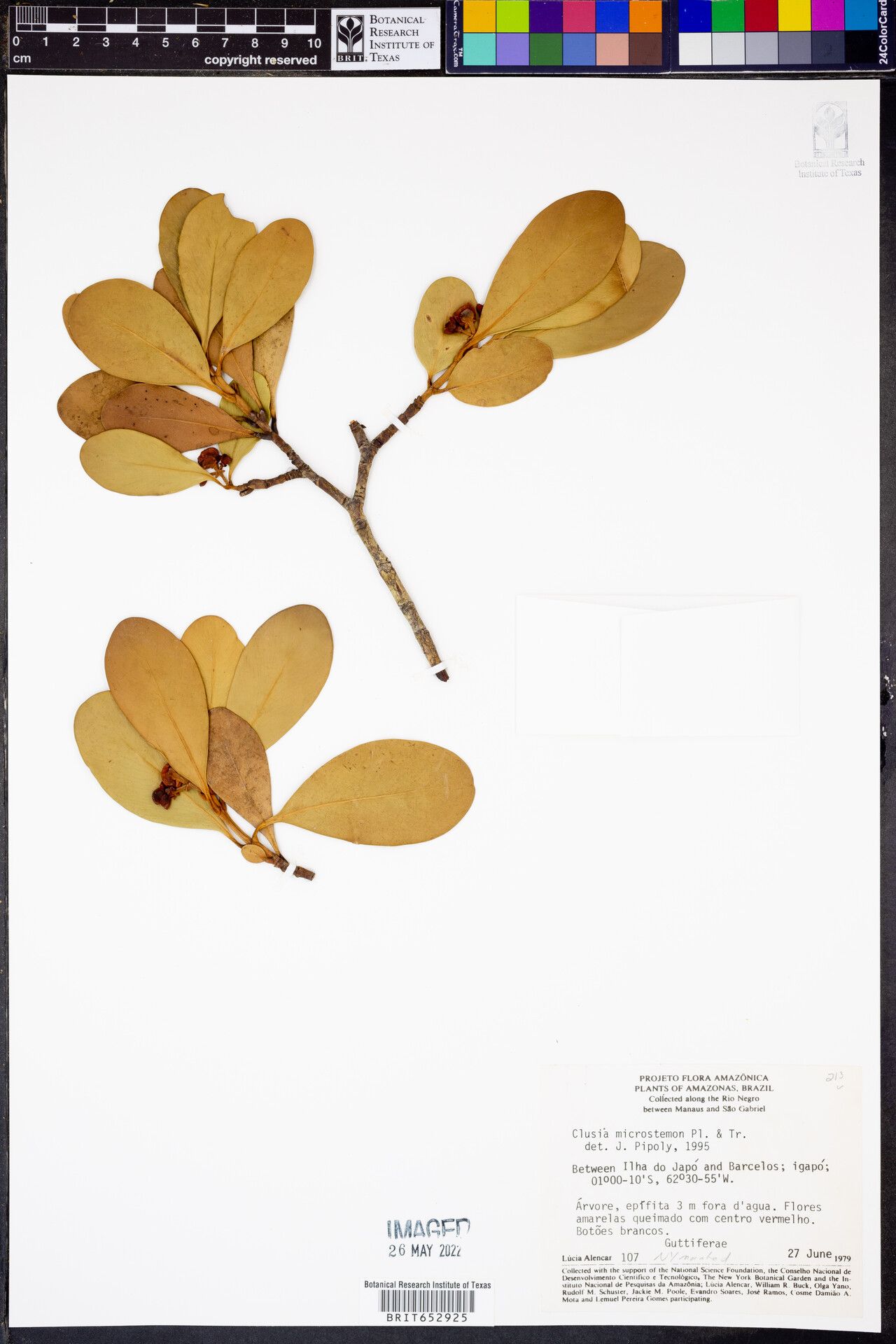 Clusia microstemon