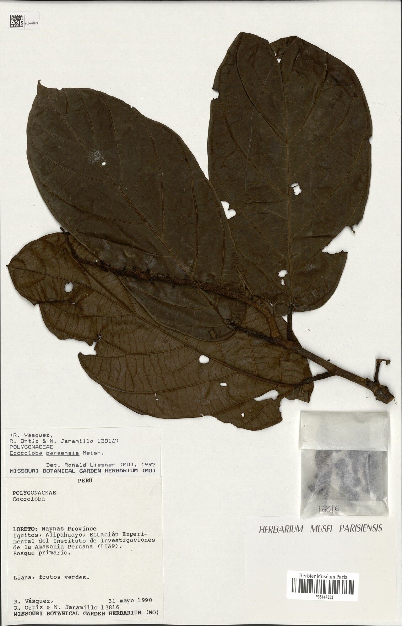 Coccoloba paraensis