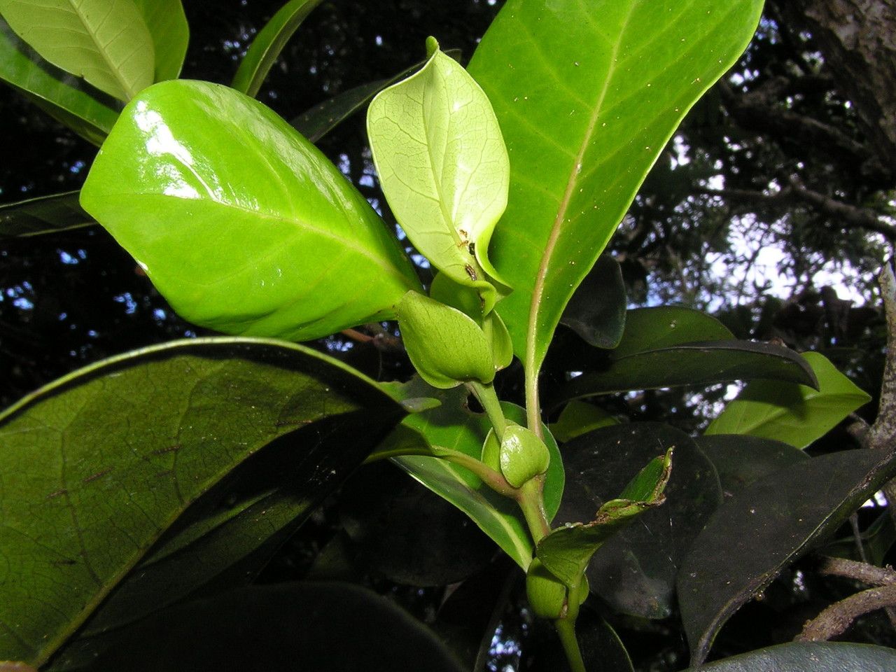 Codia belepensis