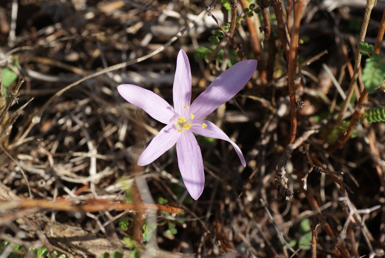 Colchicum parlatoris