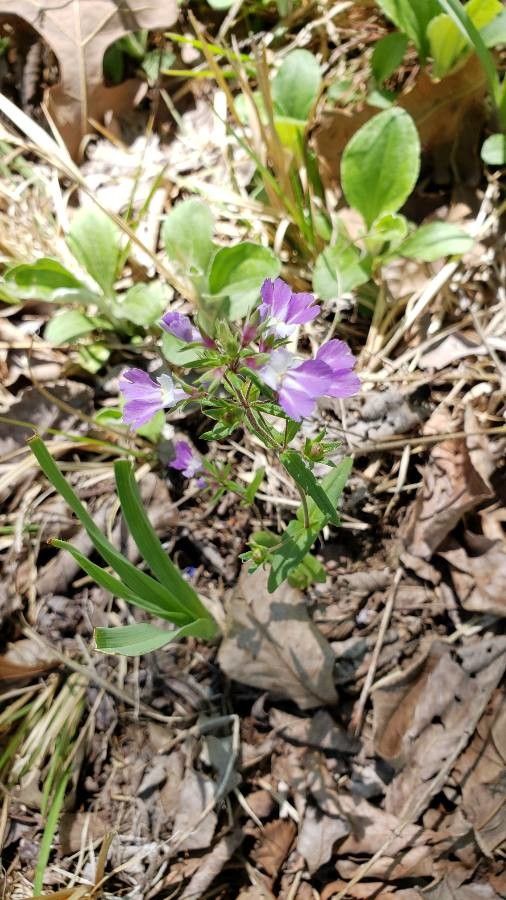 Collinsia violacea