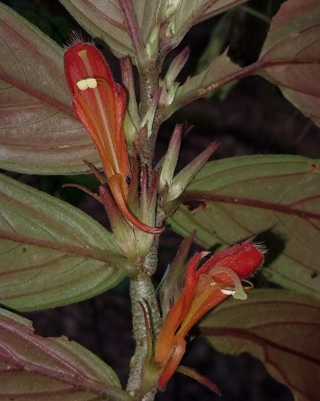 Columnea verecunda