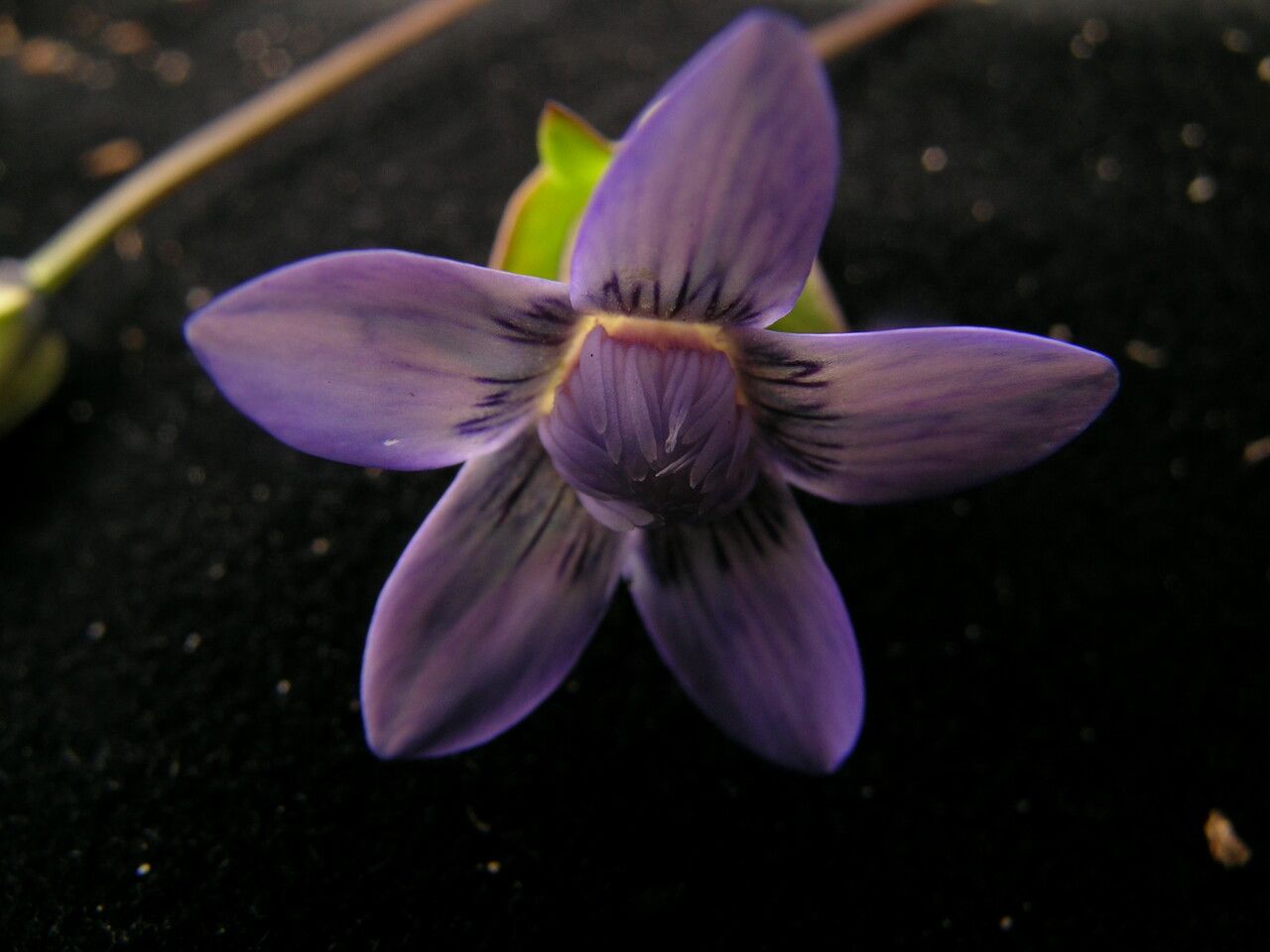 Comastoma pedunculatum