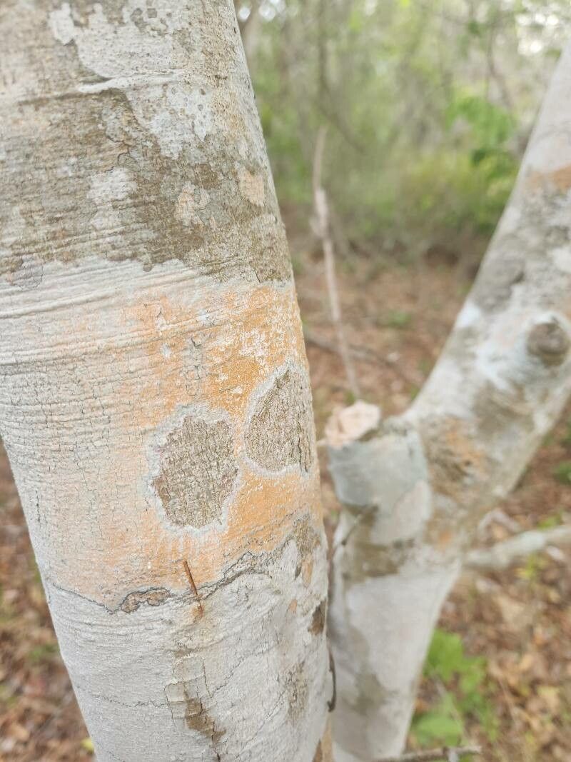 Combretum schumannii